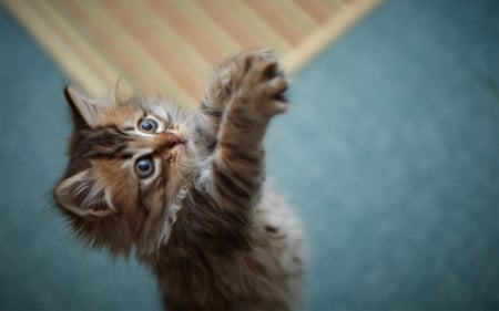 Trying to reach you - Kitten, paws, Cat, ears