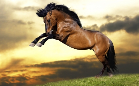 Beautiful - horses, animal, beauty, beautiful, lovely