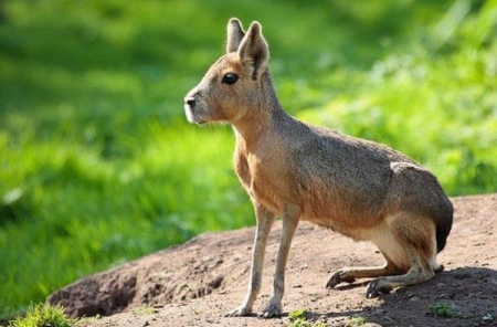 Rare species: Patagonian Mara - short tail, sitting on rock, green grass, pointed ears