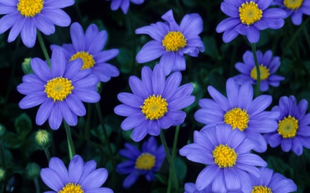 Blue Daisies - plants, blossoms, petals, garden