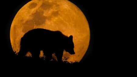 Super Moon And Bear - bear, moon, super, nature