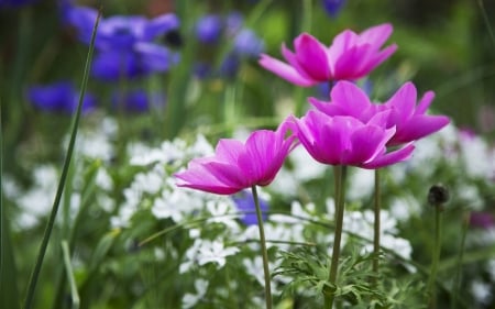 Beautiful wild flowers - flower, purple, wild, nature