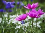 Beautiful wild flowers