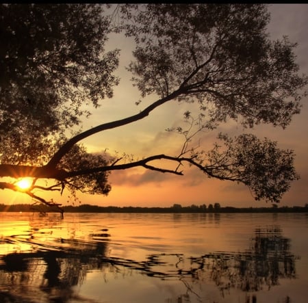 The tree hugging the sea at sunset - tree, nature, sea, sun