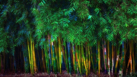 multicolored bamboo forest - leaves, colors, forest, bamboo