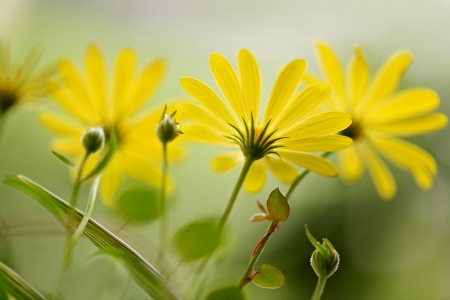 Beautiful Yellow - flower, yellow, nature, amazing