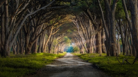 road through a tunnel of trees - sunlight, trees, tunnel, grass, road