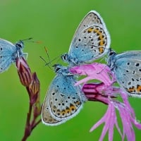 Butterflies in the Park of Castelli Romani Italy