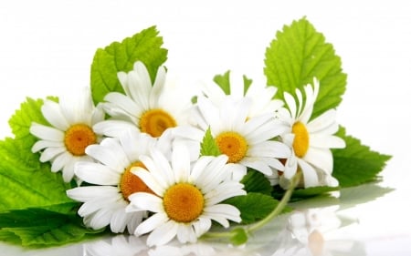 DAISIES - white, leaves, petals, green