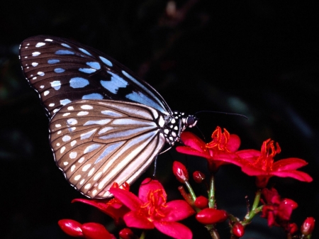 BUTTERFLY - flowers, wings, petals, insect