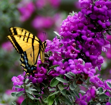 MONARCH - flowers, wings, petals, colors