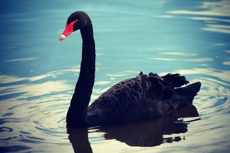 SWAN - waves, feathers, water, Wings