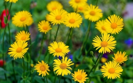 DAISIES - leaves, stems, yellow, petals