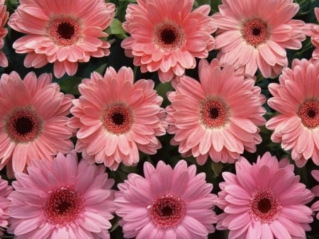 DAISIES - flower, petals, pink, gerbera