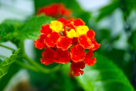 LANTANA - leaves, petals, colors, stem