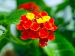 LANTANA