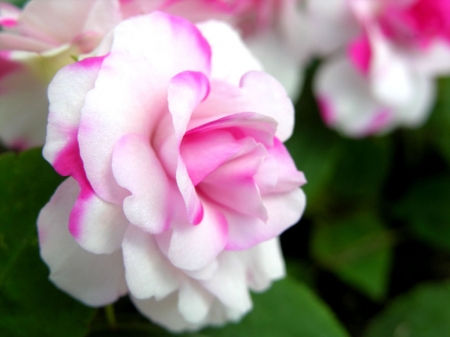 ROSES - leaves, petals, pink, green