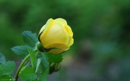 ROSE - leaves, yellow, petals, stem