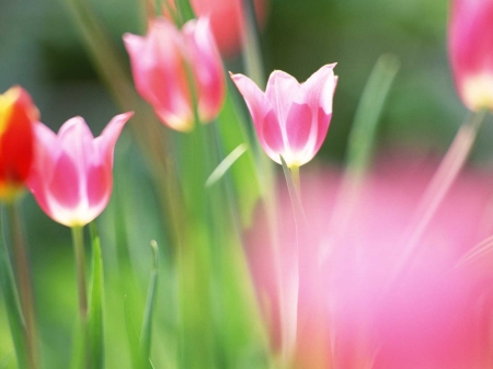 TULIPS - orange, stems, petals, pink