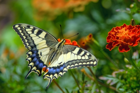 MONARCH - flowers, wings, leaves, stems