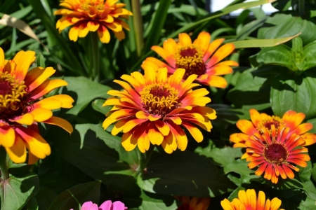 ZINNIAS - leaves, stems, petals, colors