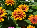 ZINNIAS