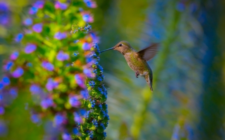 HUMMINGBIRD - wings, flowers, feathers, petals