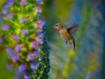 HUMMINGBIRD