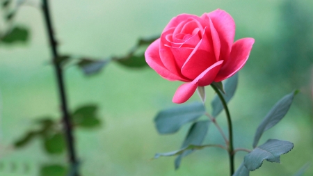 ROSE - leaves, stems, petals, pink