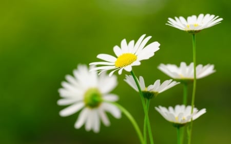 DAISIES - white, stems, petals, green