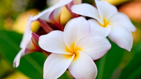 PLUMERIA - white, leaves, petals, green