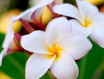 PLUMERIA