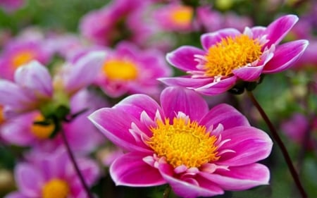 FLOWERS - stems, petals, pink, green