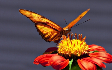 BUTTERFLY - WINGS, COLORS, LEAVES, PETALS