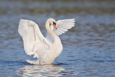 SWAN - wings, water, feathers, waves