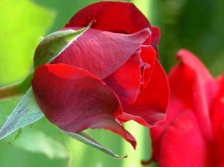 ROSES - leaves, stems, petals, colors