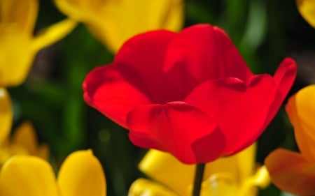 TULIPS - leaves, stems, petals, colors