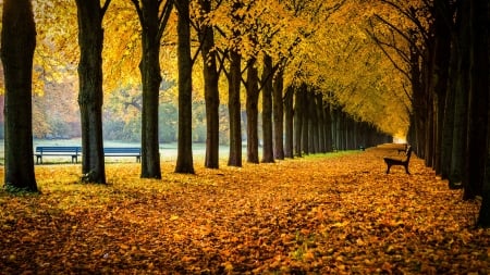 Autumn Park - avenue, trees, foliage, germany