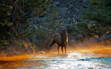 elk in the river - tree, forest, elk, river