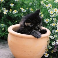 kitten in a flower pot