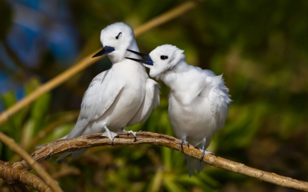 white terns - leaf, tern, bird, branch