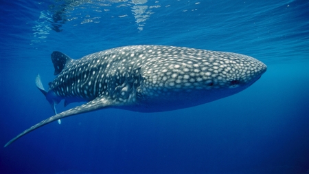 whale shark - whale, shark, ocean, water