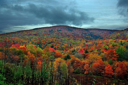 forest - fun, trees, nature, forest, cool