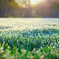 Frost on grass