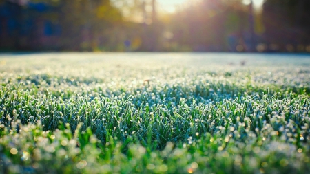 Frost on grass - nature, summer, grass, frost