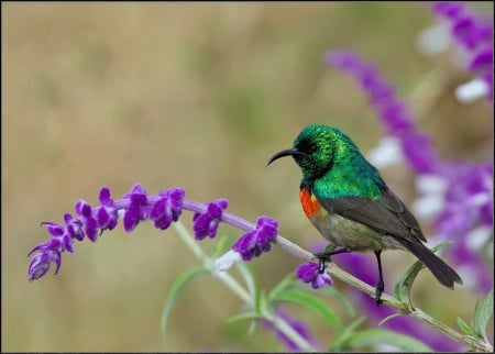 Sunbird - bird, purple, green, pasare, sunbird, flower