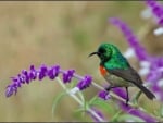 Sunbird