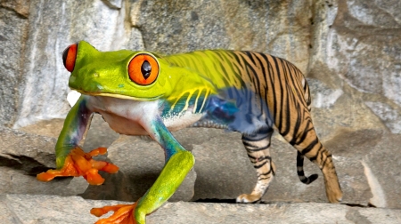 The FrogTiger - hybrid, frog, orange, green, funny, creative, fantasy, tiger