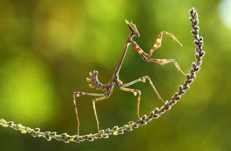 Praying mantis - hendy mp, bokeh, praying mantis, calugarita, strange, funny, green, insect, leaf