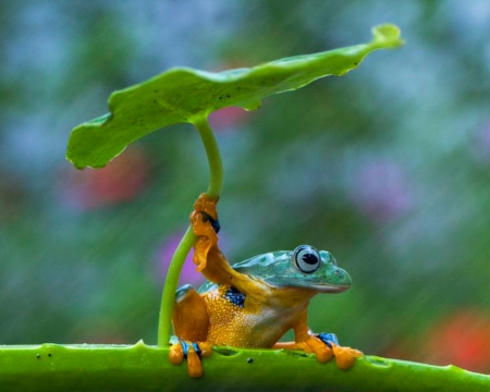 Frog - rain, broasca, frog, orange, green, leaf, funny